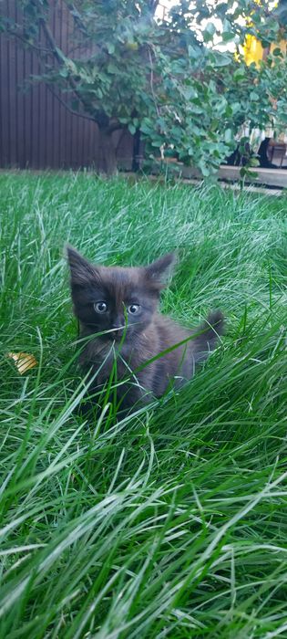 ОТДАМ КОТЯТ  в добрые руки