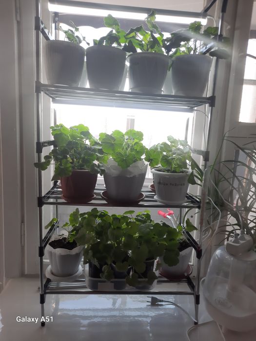 Продам герань сортовую.