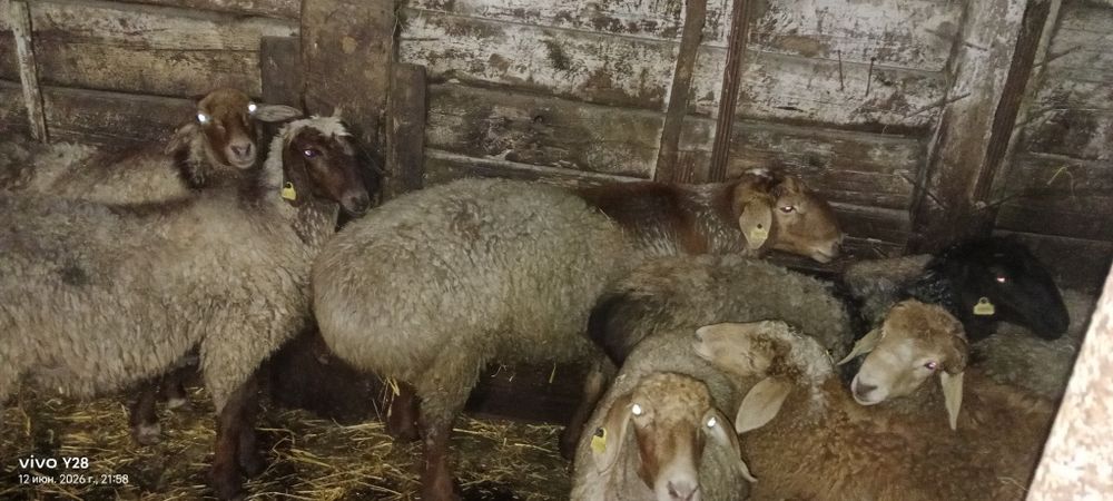 Продам или обмен Баран на племя