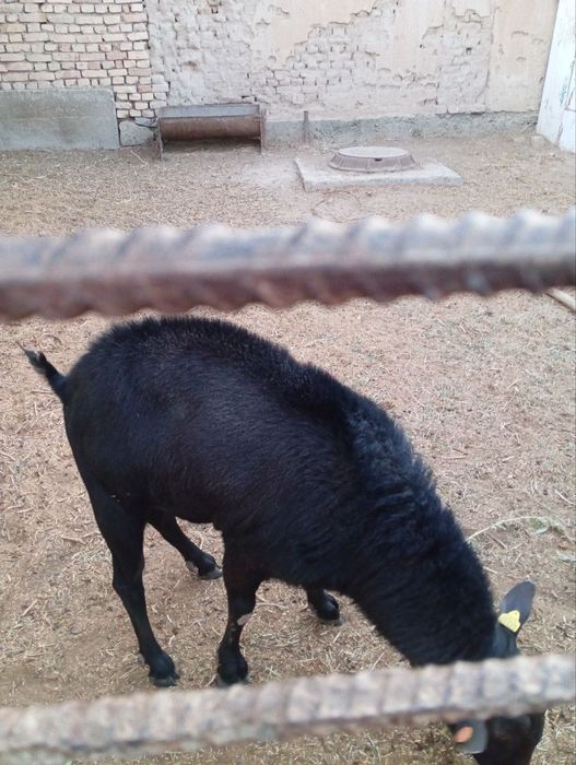 Испан порода улкен теке сатылады