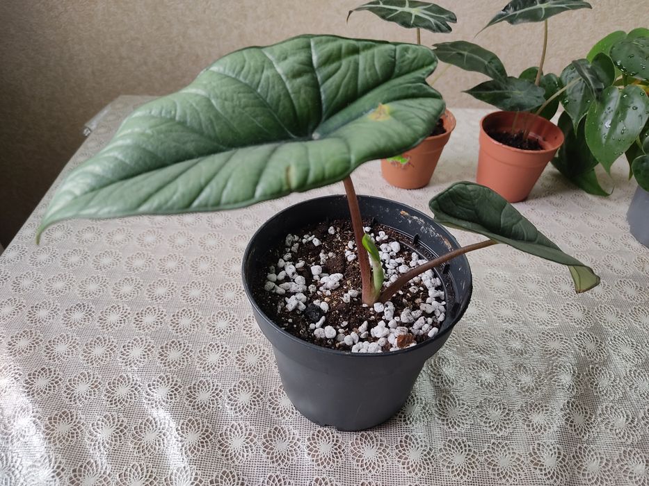 Домашние растения
