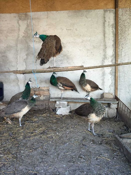 Animale de companie și pasari