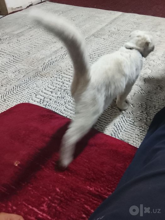 Mushuk srochna sotiladi