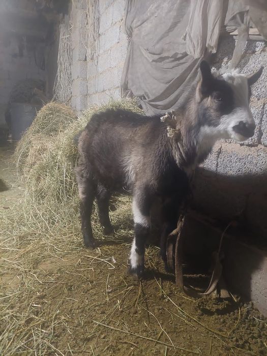 Ірі, сапалы 2 айлық лақ сатылады