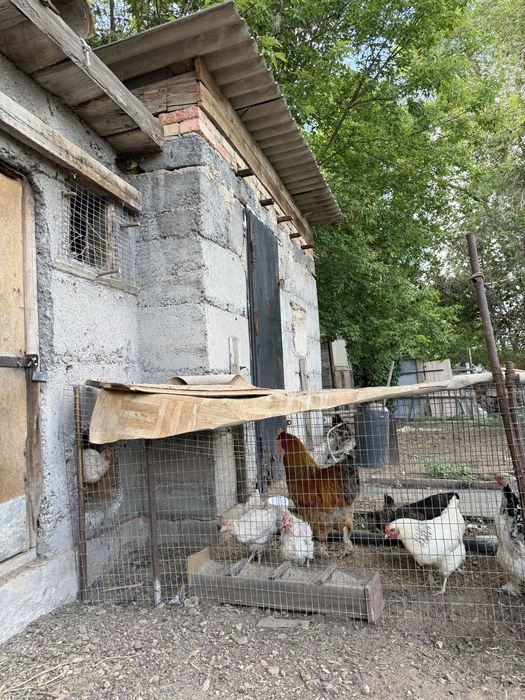 Дача с участком — срочная продажа