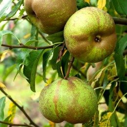 Pomi Fructiferi deosebiti  par elvetian dungat