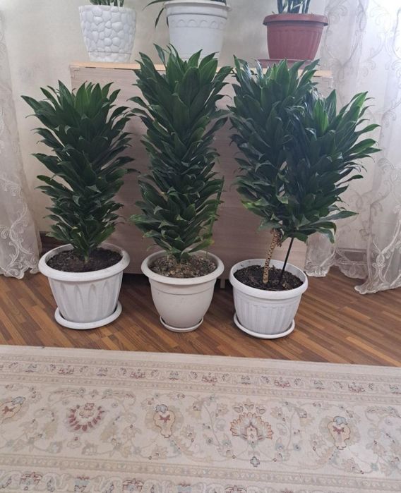 Цветы  разные ухоженные