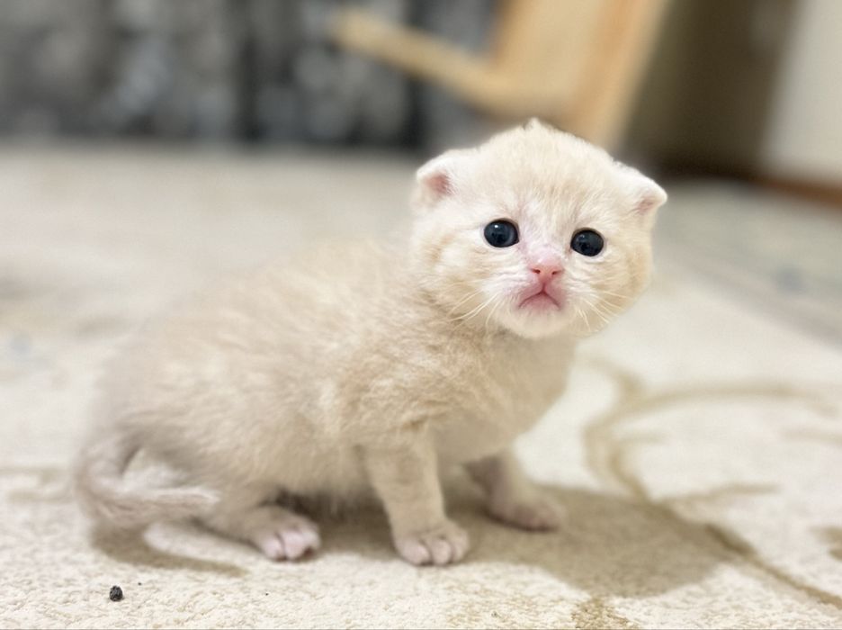 Шотлански висалухий