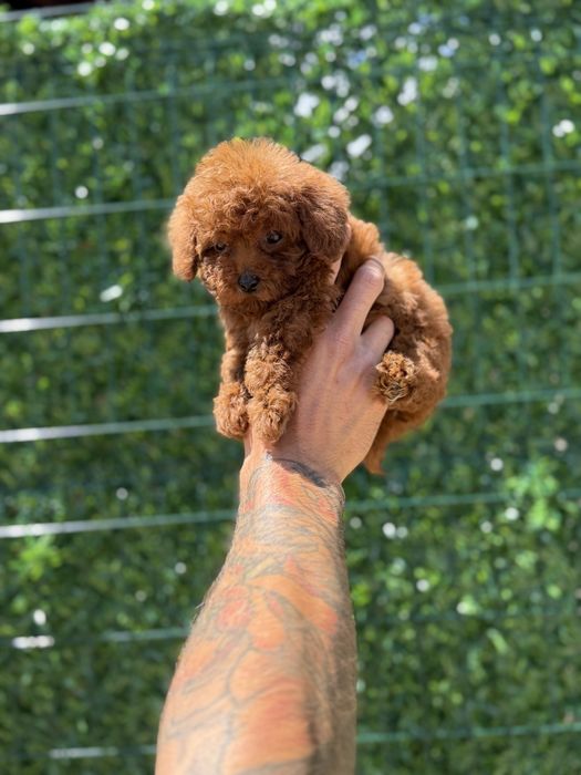 Пудел Той/Poodle Toy