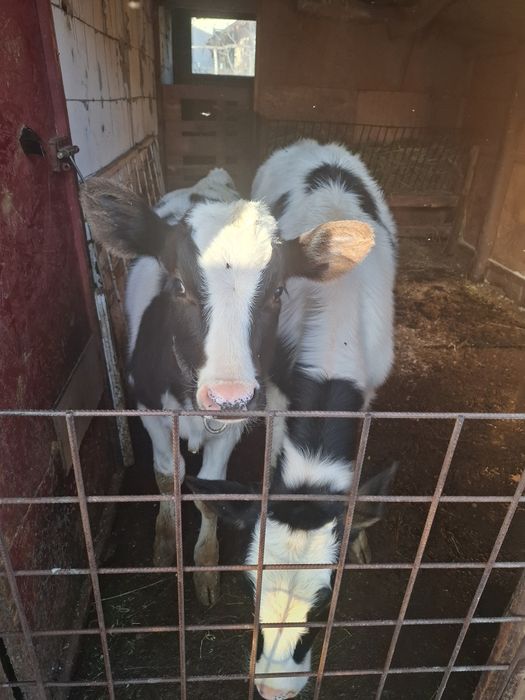 Vand vitea si tauras