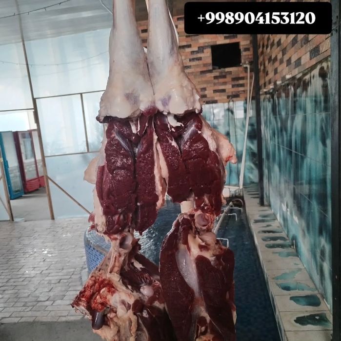 Qassob servis  Siz izlagan Tam va sifat uygʻunligi