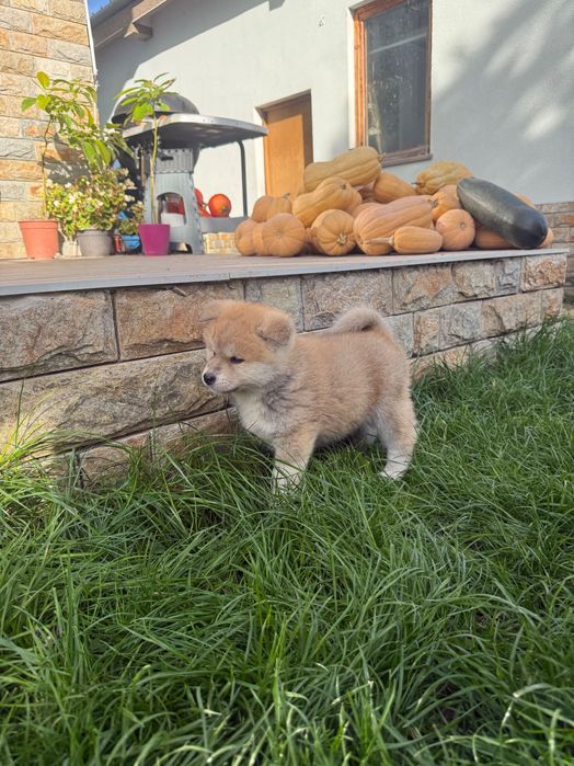 Акита ину кученца