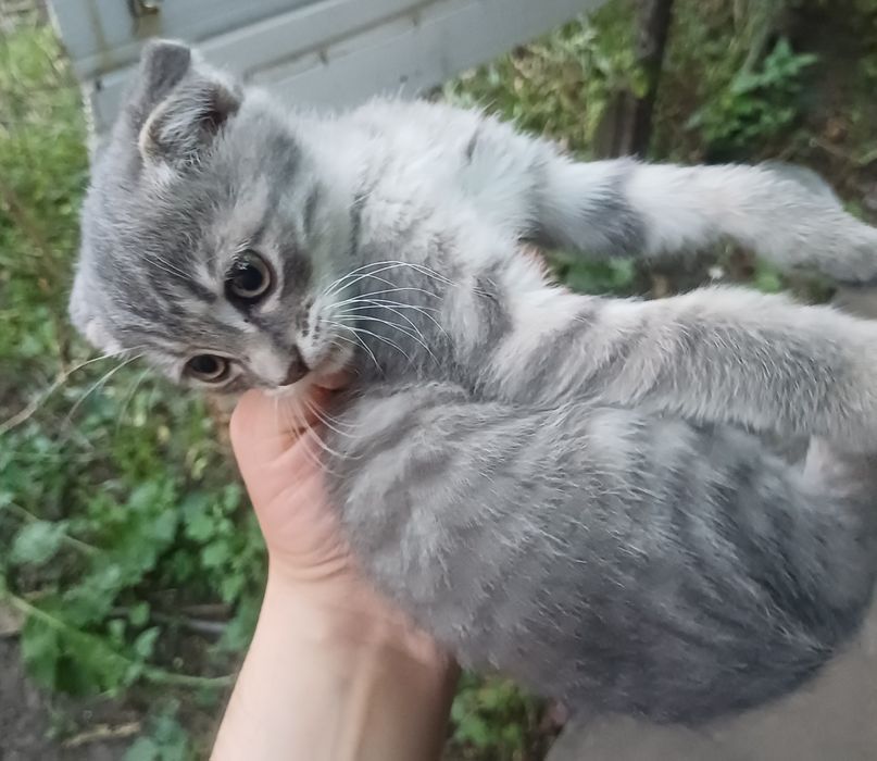 Мушукча/ котейка
