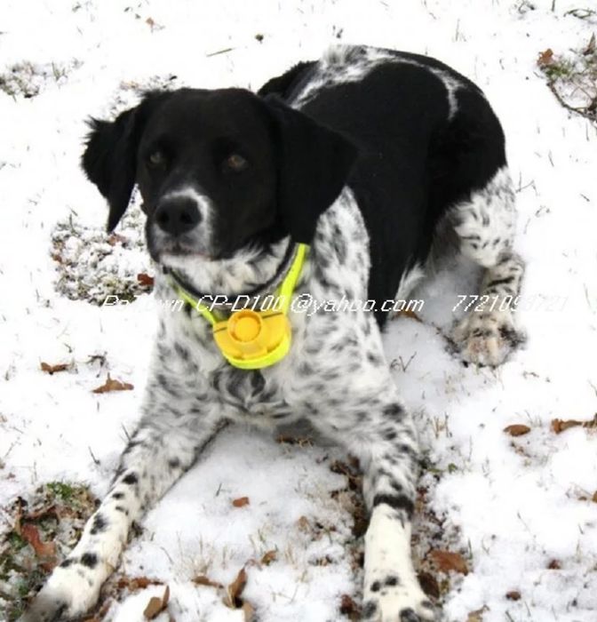 Бийпър за кучета птичари