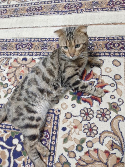 Bengal mushuk sotiladi