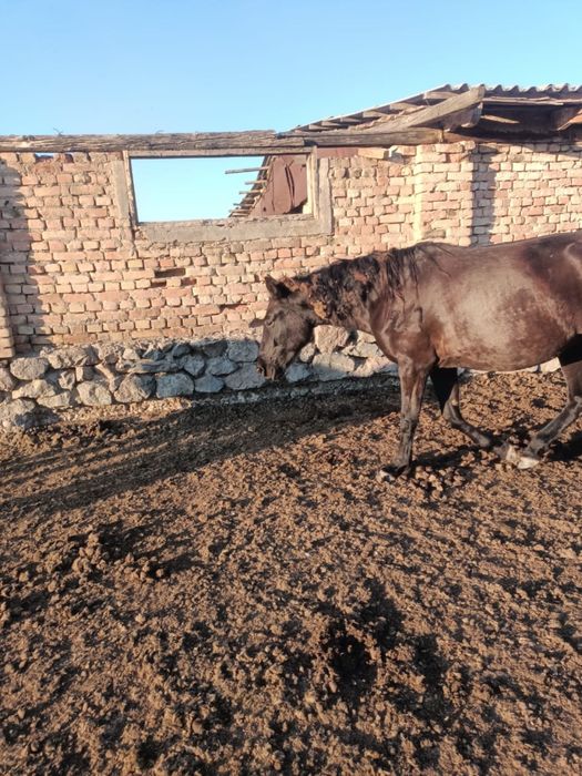 Продам лошадей возраст 4-5