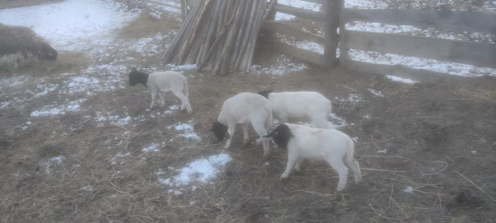 berbecuți  si mielute dorper