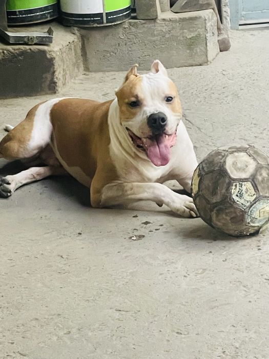 Ищем девочку для питбуля