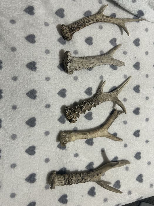 Coarne de cerb 20 cm