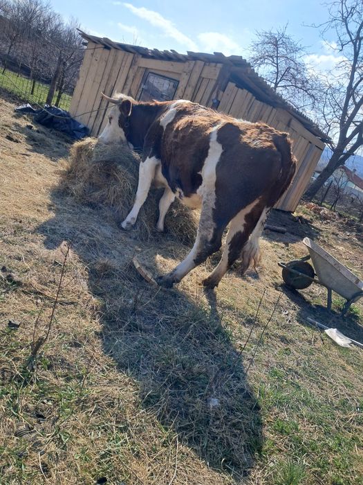 Vând juninca Baltata gestanta an 5 lunii și foarte frumoasa