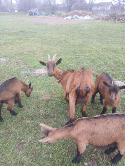 Vand iezi alpina franceza