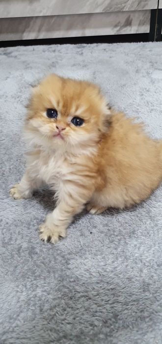 Zalataya shinshila heyland fold sotiladi