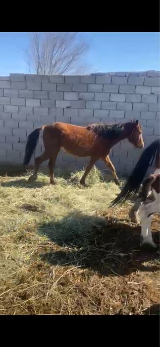 Байталдар, тайлар сатылады