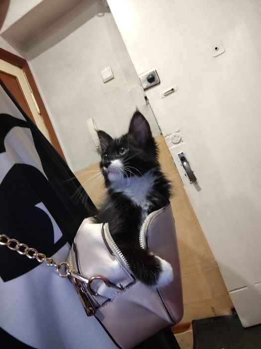 Отдам котёнка в хорошие руки