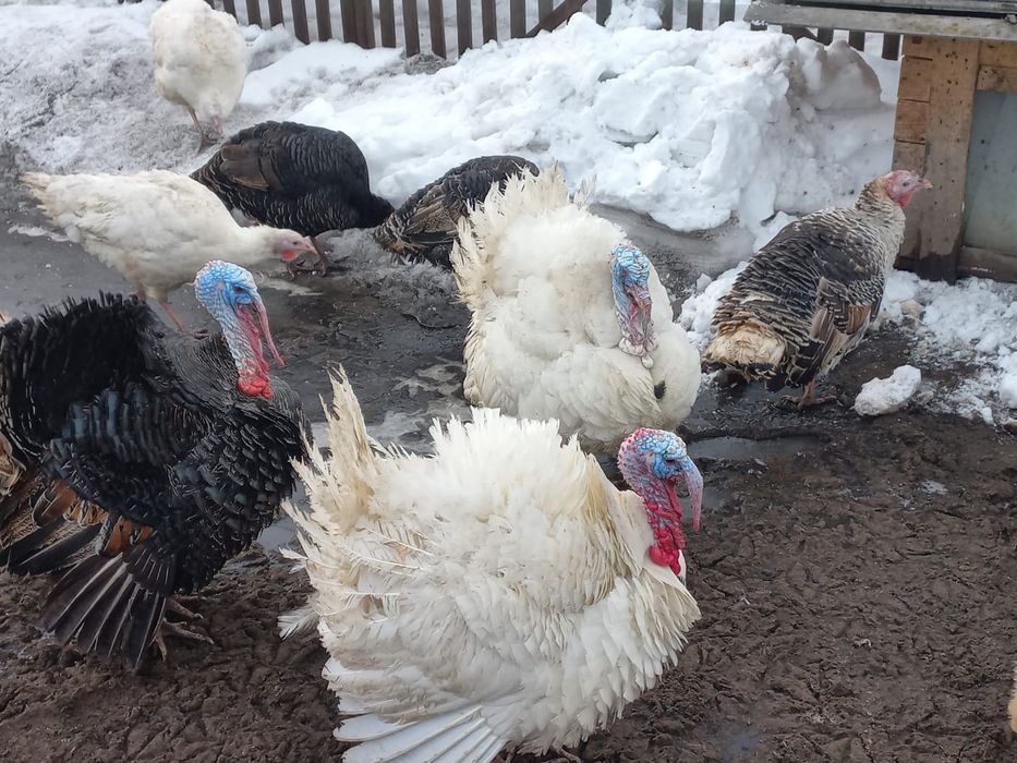 Продам индюков по 15000