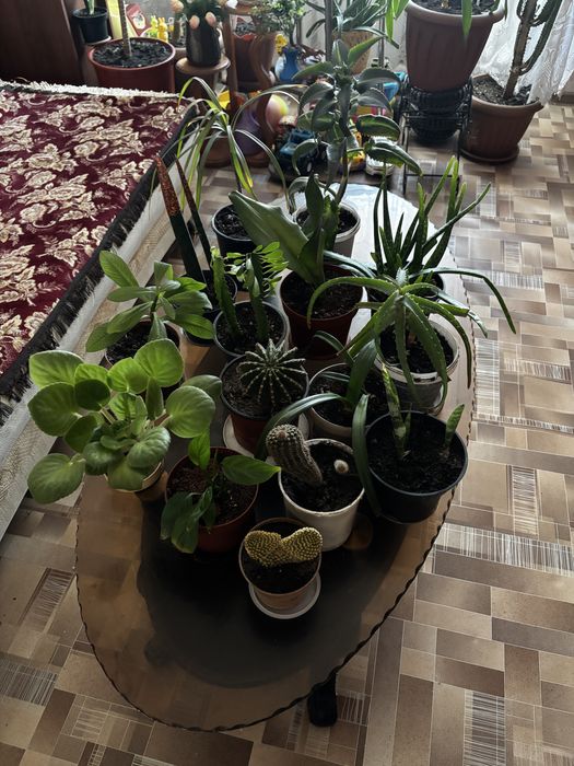 Продам комнатные цветы.