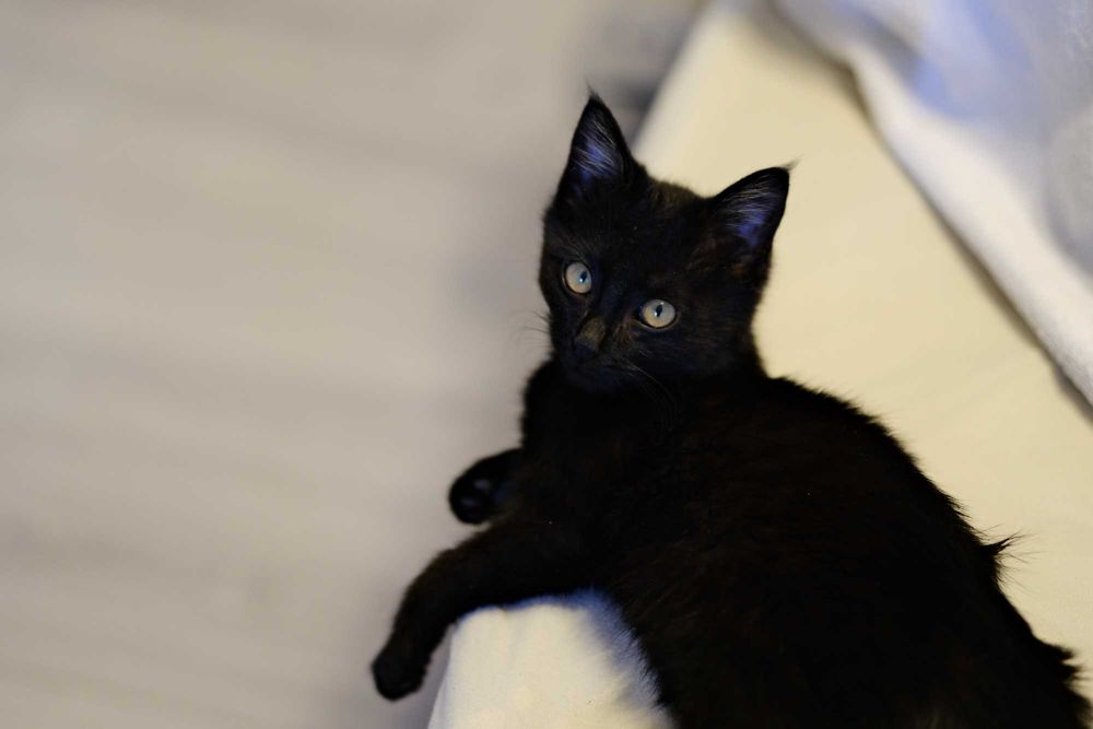 Котенок в добрую семью!