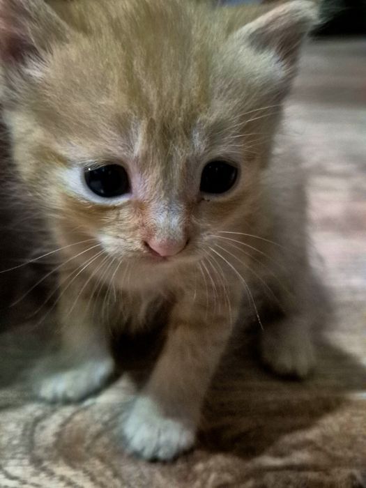 Отдам котят бесплатно