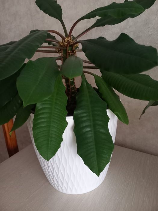 Цветы в горшках живые