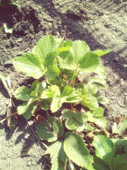 ПРОДАМ рассаду виктории сорт ЛОРД