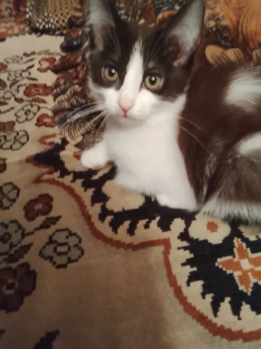 Котенок в хорошие руки