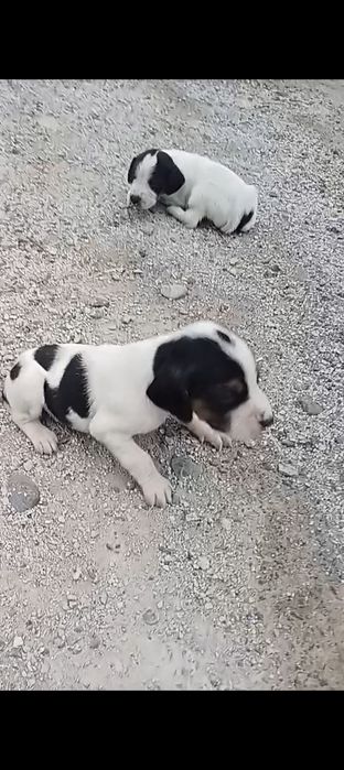 Продаю щенят Немецкий гончий