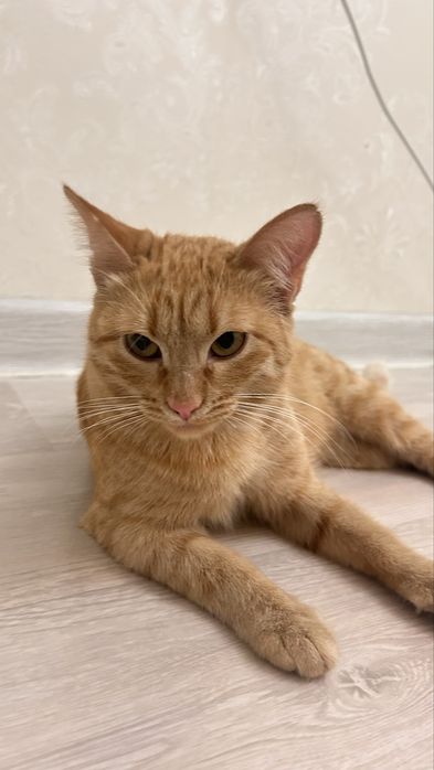 Черный кот , феликс девочка , рыжая девочка