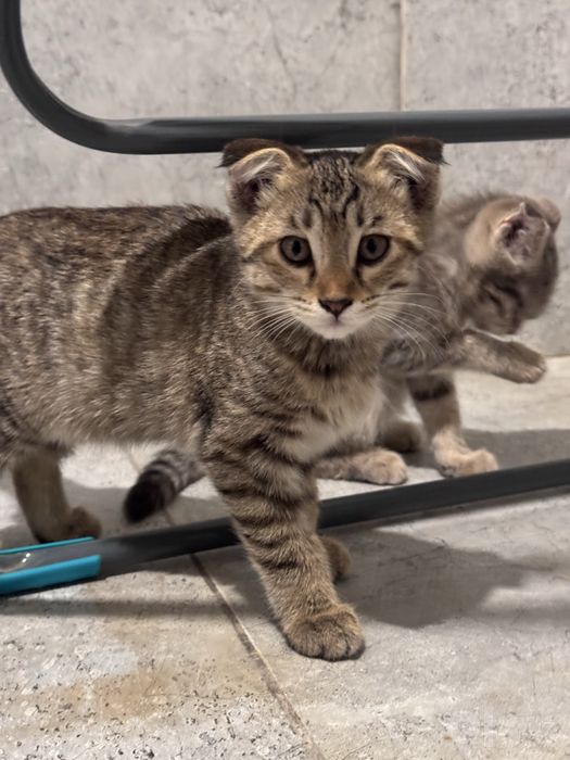 Шотландские вислоухие котята