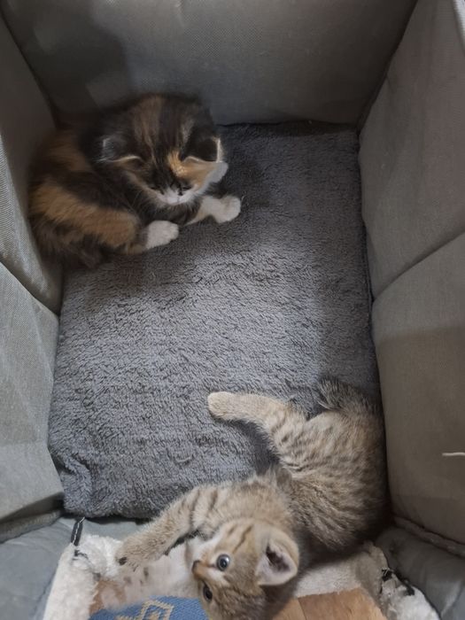 Отдам даром котят