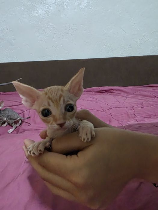 Готовы к брони донские сфинксы