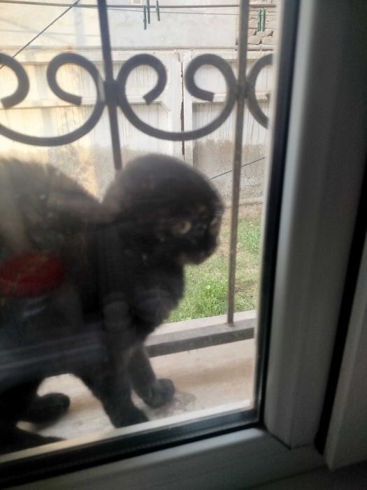 Кошка 2 года, порода скотиш фолд