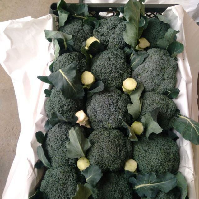 Xar xil turdagi Karamlarni yig'ib biramez katta abyobda Manzil surxand