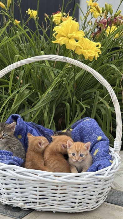 Отдам котят в добрые руки