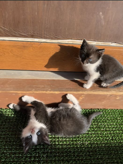 Donez motan spre adoptie