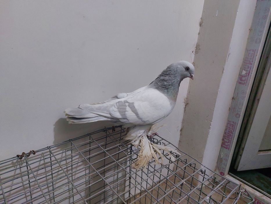 Кептер Құс Голуб.