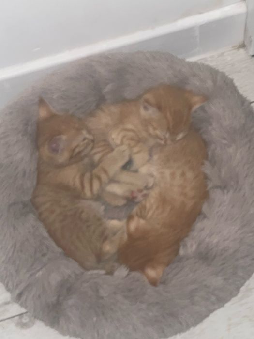 Продаются котята