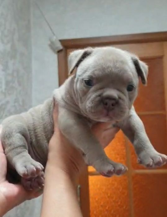 Американский булли Премиум класса!