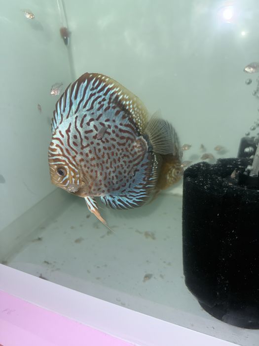 Se vinde pereche discus confirmata