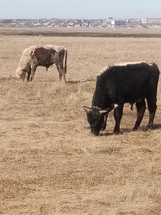 Продам  бычков на доращивание