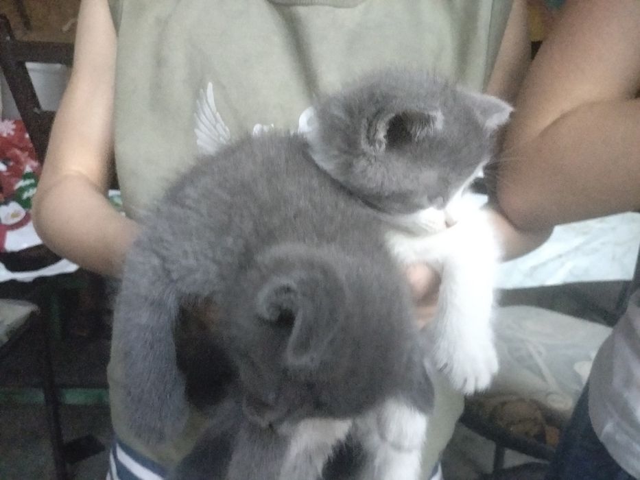 Отдам котят в хорошие руки